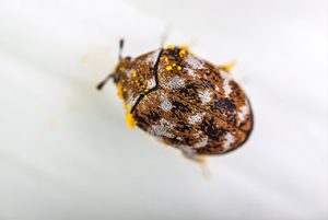 Carpet Beetles
